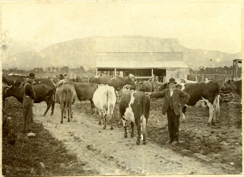 Image of  George Lyes Snr with cows.  Milked 31 Cows and was the last farm to supply Westland Dairy with milk obtained milking by hand #010733